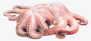 Octopus Png #268009