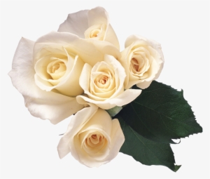 White Roses Png Free #268405