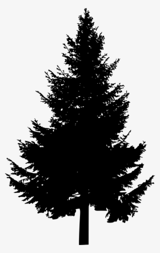 Pine Tree Png Free - Pine Tree Tree Silhouette - Free Transparent PNG ...