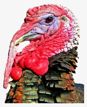 Turkey Head Transparent Background #269814
