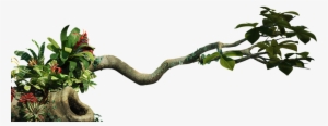 Scenery Plant Transparent - Jungle Png #2601648
