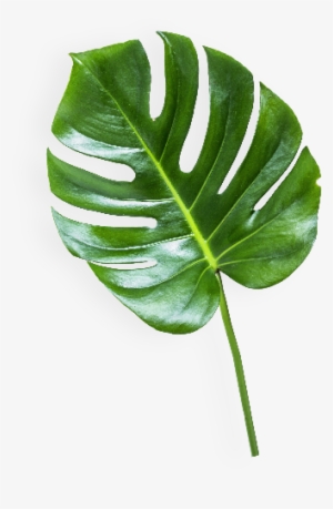 The - Banana Leaf Transparent Background #2601843