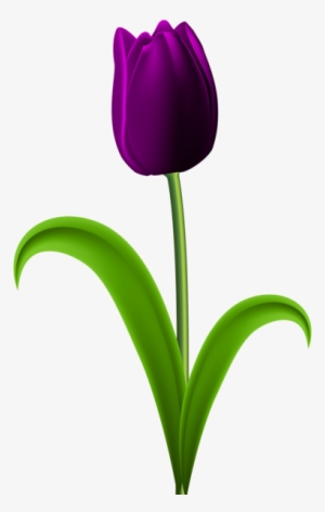 Purple Transparent Png Clip Art Image Various - Purple Tulip Flower Png #2602295
