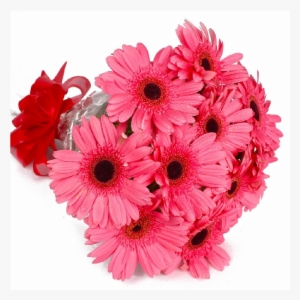 Pink Gerbera - Barberton Daisy #2603186