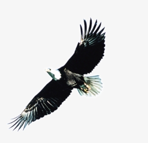 Eagle Wings Png Svg Transparent Download - 雄 鹰 #2604814