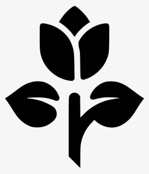 Tulip Rose Flower Plant Comments - Flower #2606006