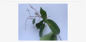 Twig With Fruits - Pharmacognosy Pdf In Hindi #2607921