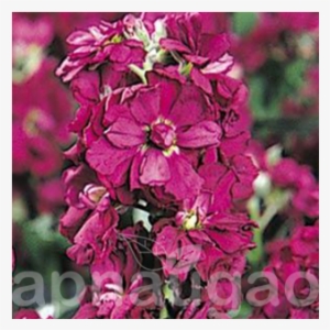 Stock F1 Vintage Flower #2609177