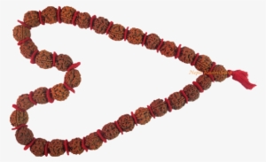 Kanthas Rudraksha Collection - Rudraksha #2609864