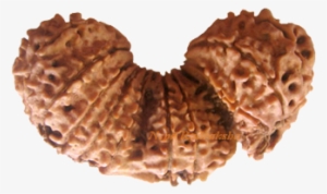 Trijuti Rudraksha Collection - Rudraksh Trijuti Png #2610072