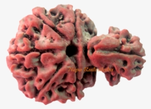 Savar Rudraksha Collection - Savar Upazila #2610179