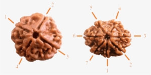 Proper Use Of Rudraksha Is As Important As Using A - 7 Mukhi Rudraksha #2610304