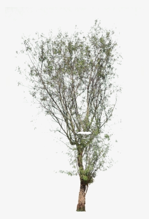 Searcia Pendulina - Searsia Pendulina #2610908