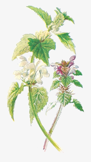 Wildflower Clipart Botanical Illustration - Maria Sibylla Merian Single Flower #2611152