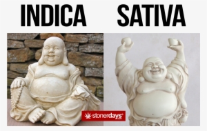 #sativa Who Do You Likepic #2611304