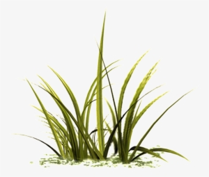 Beautiful Grass Transparent - Portable Network Graphics #2611711