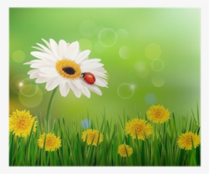 Summer Nature Background With Ladybug On White Flower #2611885
