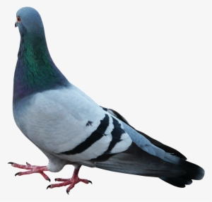 Transparent Feathers Pigeon - Pigeons Feather #2613487