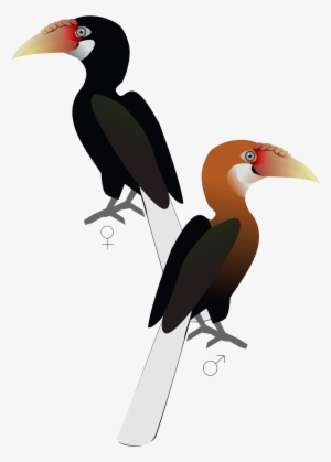 Narcondam Hornbill #2613682
