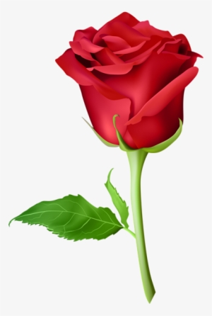 Pin By Anahita Daklani On Roses In 2018 - Orange Rose Flower Png #2614196