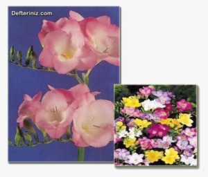 Fresia - - Carnival Freesia Single Bulb Super Mix 100 Pack One #2614553