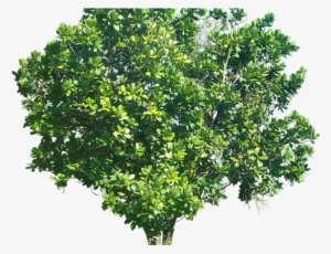 Tree Transparent Background - Tree With Transparent Background #2615652