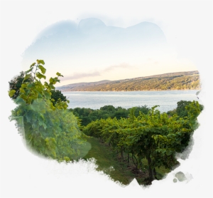 Lodging Restaurants - Keuka Lake #2616705