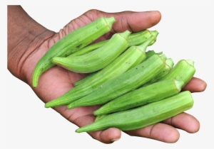 1348 X 913 - Okra Png #2618083