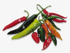 Chilli Peppers - Chili Pepper #2618151