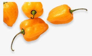 Previous Slide Next Slide - Yellow Pepper #2618998