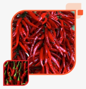 We Are Able To Provide Two Types Of Indian Chillies - Chili Pepper #2619021