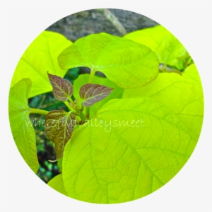 The Striking Fluorescence Of The Catalpa Leaves Viewed - Plant Pathology #2619725