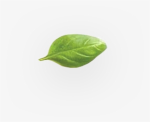 Frequently Asked Questions - American Aspen #2619733