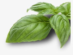 Your Pestonality Is - Cabbage #2619766