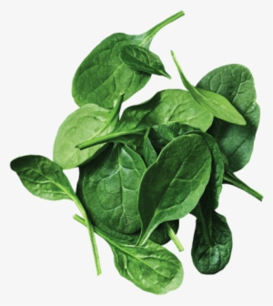 Located Right In The Shopping Center Les Rivières, - Spinach #2619955