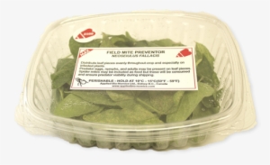 Amblyseius Fallacis - Amblyseius #2620021