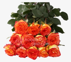 Yellow / Red Bicolor Dozen - Yellow #2620285