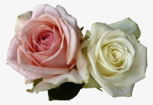 Wedding, Roses, Flowers, Rose Flower, White, Pink - Flores Rosa E Branca Png #2620514