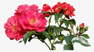 Roses,love,valentine's Day,rose - Garden Roses #2620594