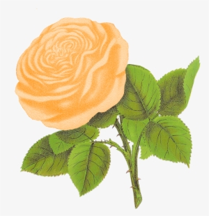 I Can Imagine Any One Of These Pretty Antique Rose - White Roses Illustration Png #2620668