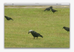 Leucistic Crow - American Crow #2623297