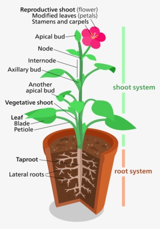 Leaves Are Attached To The Plant Stem At Areas Called - Plant Structures #2623562