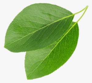 We Buy Green Coffee On The Basis Of Long-standing, - Kornelkirsche Blatt #2623563