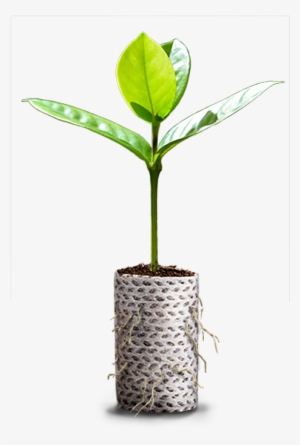 Ellepot Plante Frit - Ćuprija #2623649