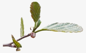 New Leaf Shoots No Background Tree Image - Transparent Weeping Leaf #2623849