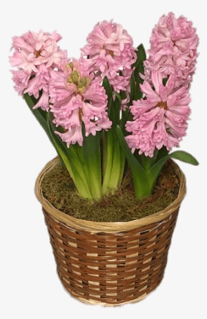 Hyacinths In Basket Png - Hyacinth #2624430