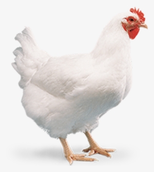 Cobbavian48 - Broiler #2624517