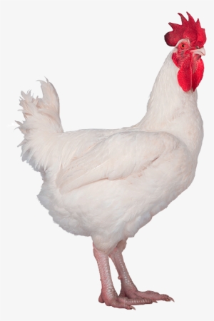 Hubbard Conventional M99-no Background - Chicken #2624549