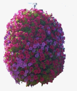 Hanging Basket - Flower #2624551