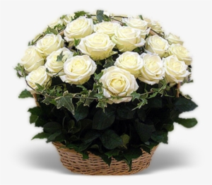 White Roses Basket - Цветы Комнатные Фото #2624673